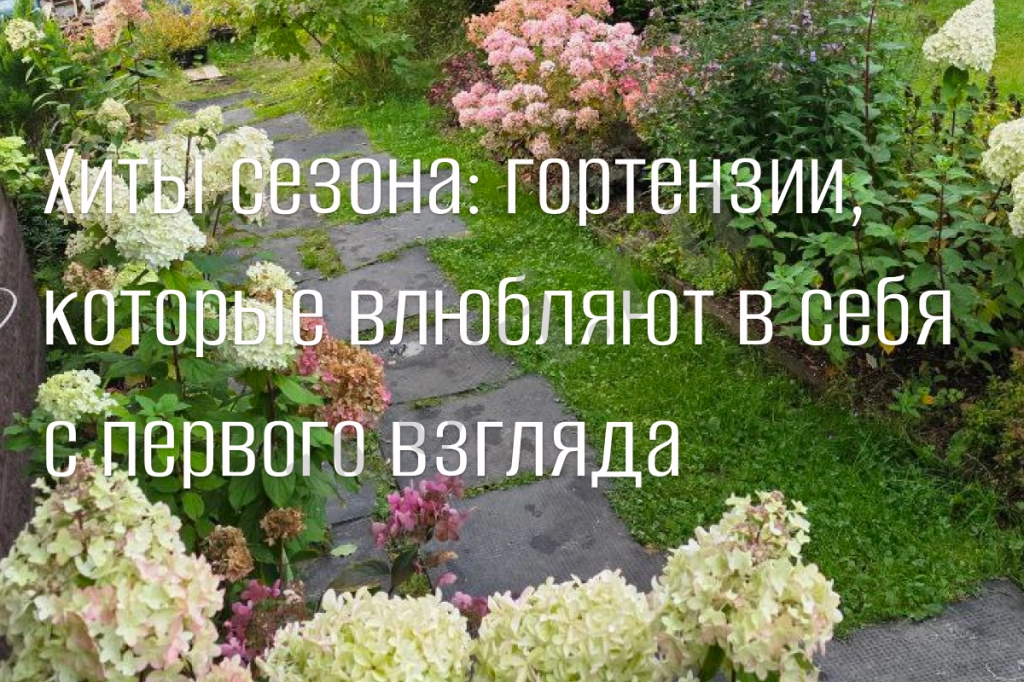 Гортензии, которые влюбляют в себя с первого взгляда