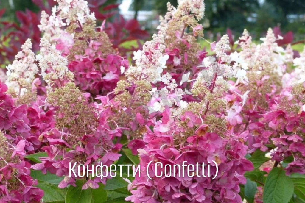 Гортензии, которые влюбляют в себя с первого взгляда