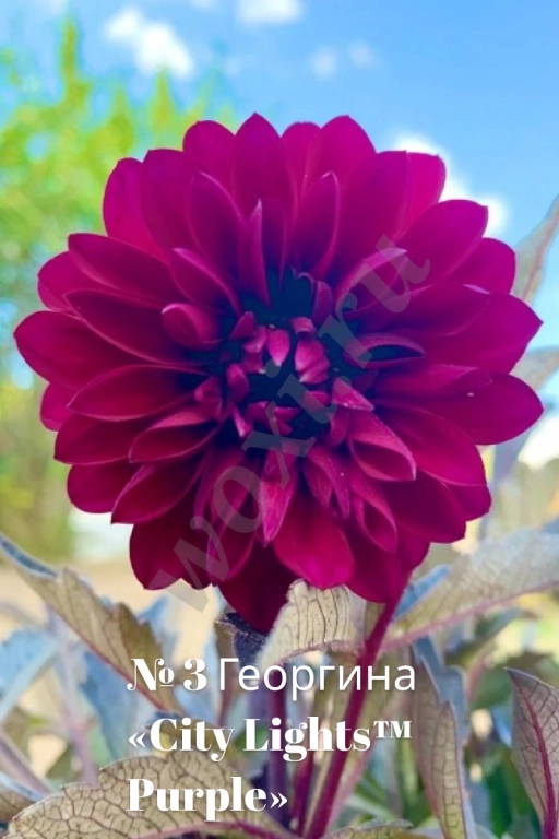 Вегетативные георгины (патио): Садовый фейерверк