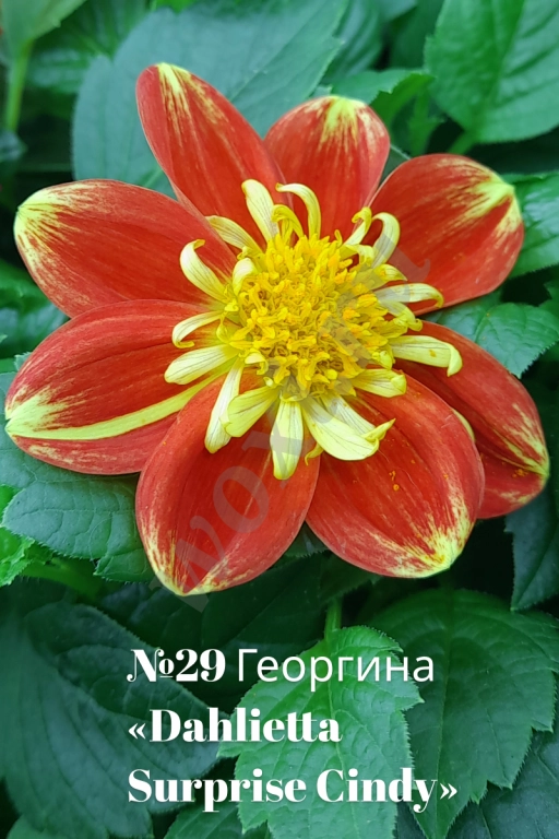 Вегетативные георгины (патио): Садовый фейерверк