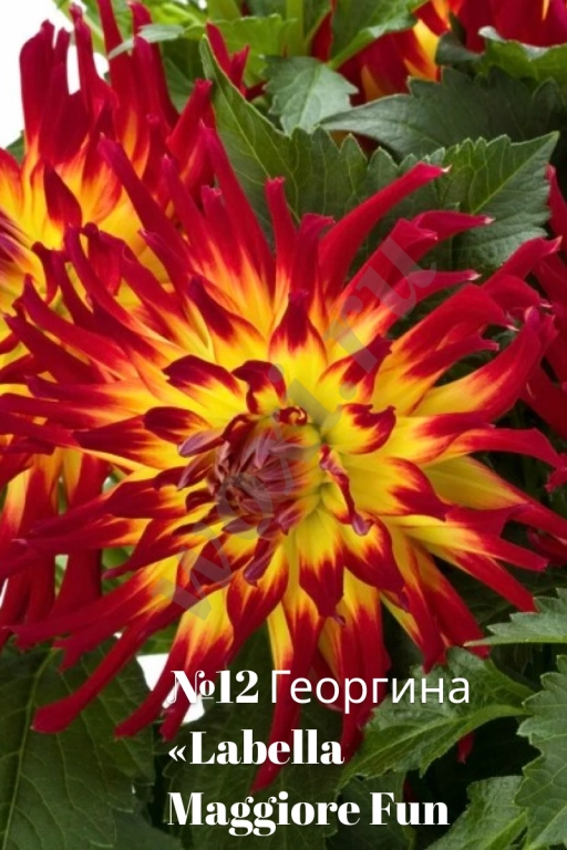 Вегетативные георгины (патио): Садовый фейерверк