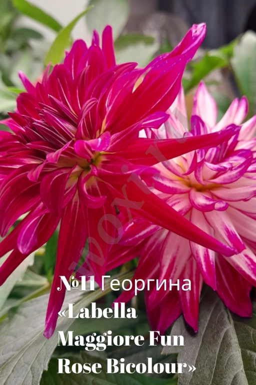 Вегетативные георгины (патио): Садовый фейерверк