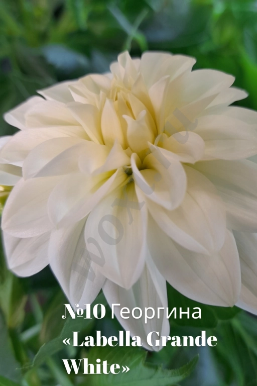 Вегетативные георгины (патио): Садовый фейерверк