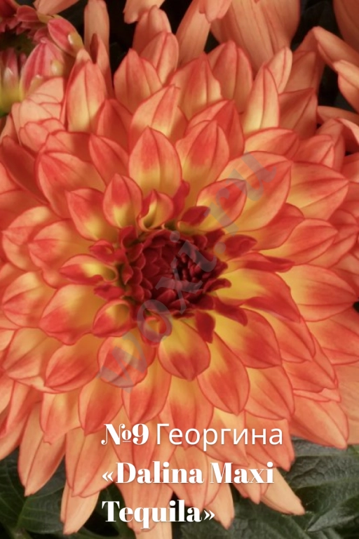 Вегетативные георгины (патио): Садовый фейерверк