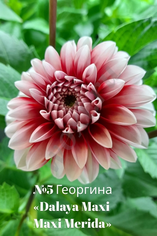 Вегетативные георгины (патио): Садовый фейерверк