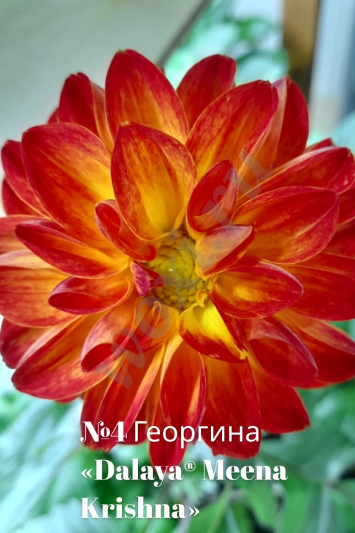 Вегетативные георгины (патио): Садовый фейерверк