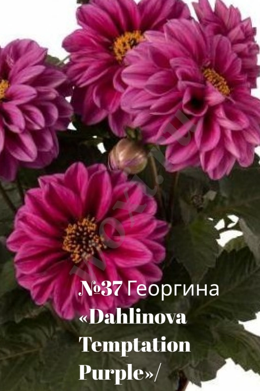Вегетативные георгины (патио): Садовый фейерверк