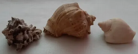 Ракушки, раковины