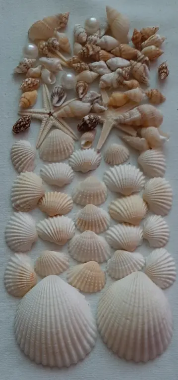 Ракушки, раковины