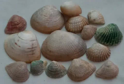 Ракушки, раковины