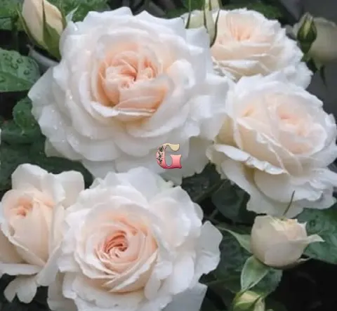 Роза Мисс Диор (Miss Dior)