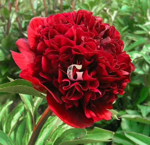 Пион Ред Грейс (Red Grace)