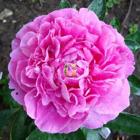 Пион Джакорма (Jacorma)