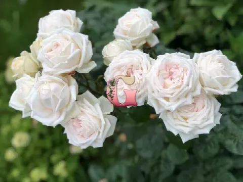 Роза Мадам Анизетт (Madame Anisette)