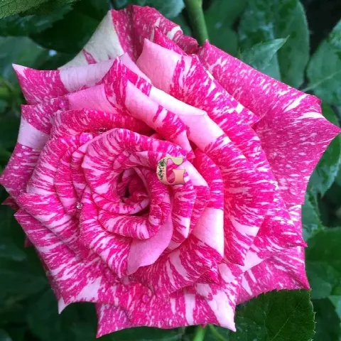 Роза Пинк Интуишн (Pink Intuition)