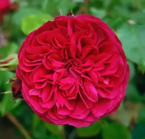 Роза Ред Леонардо Да Винчи (Red Leonardo da Vinc)