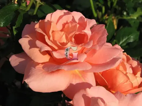 Роза Свит Фрагранс (Sweet Fragrance)