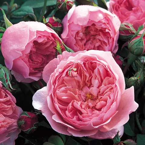 Роза Зе Алнвик Роуз (The Alnwick Rose)