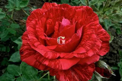 Роза Ред Интуишн (Red Intuition (Чайно-гибридная))