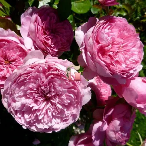 Роза Шанталь Мерье (Rose Chantal Merieux)