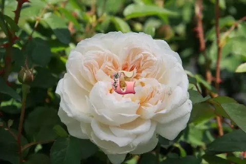 Роза Глэмис Касл (Glamis Castle (Английские))