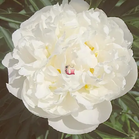 Пион Гардения (Gardenia)