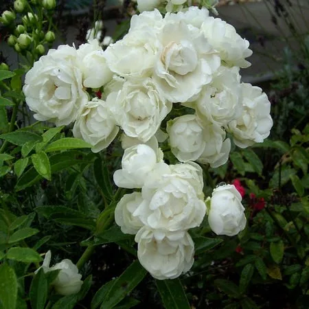 Роза Уайт Морсдаг (White Morsdag)