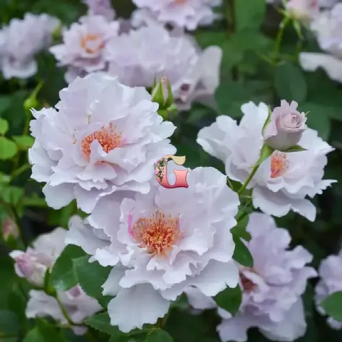 Роза Кутюр Роз Тилия (Couture Rose Tilia)