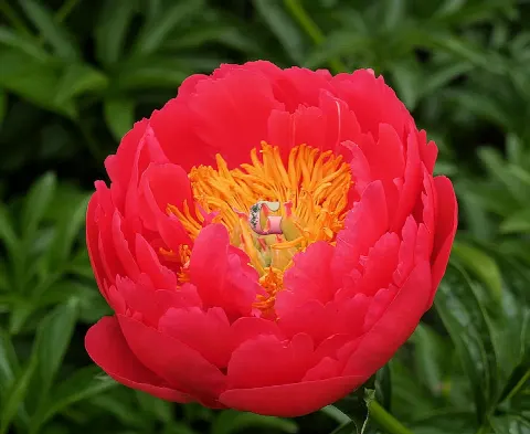 Пион Распберри Чарм (Raspberry Charm)
