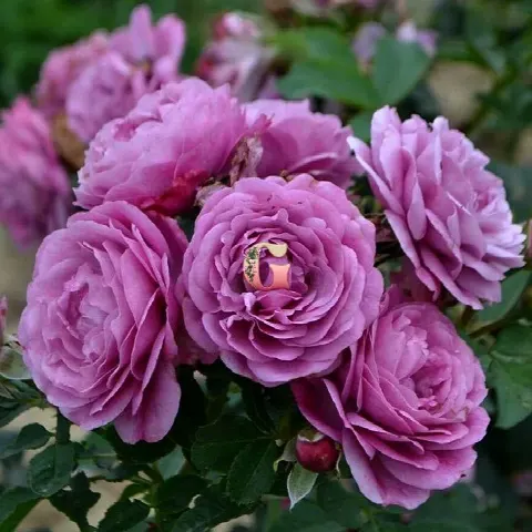 Роза Роз Тельма (Rose Thelma)