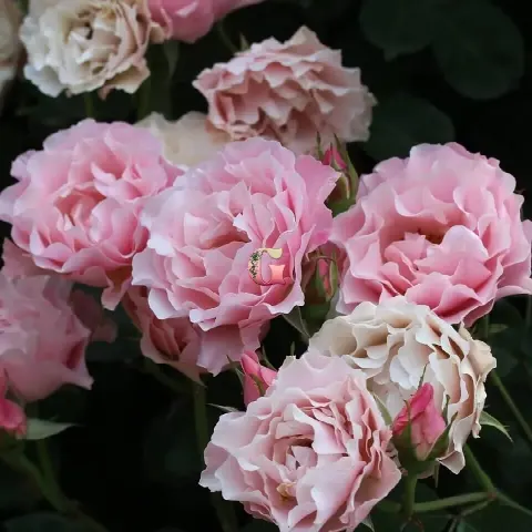 Роза Дафна (Daphne)