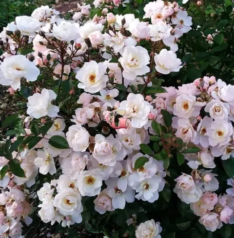 Роза Рок энд Роуз (Rock and Rose)