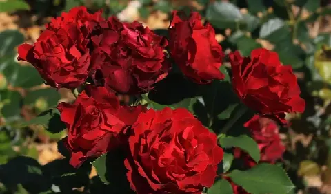 Роза Оммаж э Барбара (Hommage a Barbara)