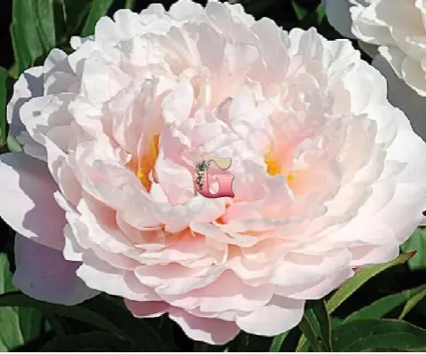 Пион Серень Пастель (Serene Pastel)