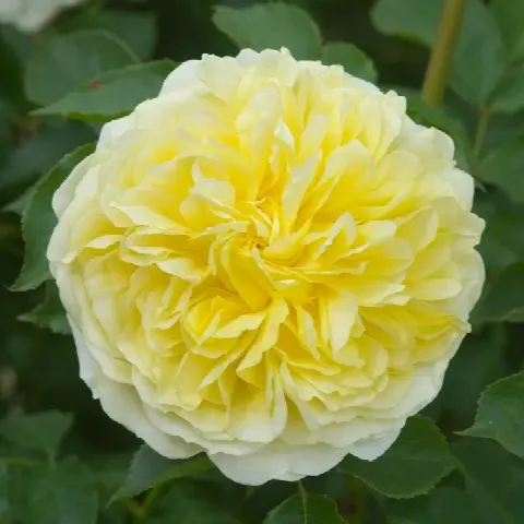 Роза Пилигрим (The Piligrim)