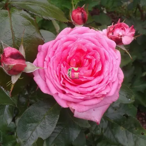 Роза Ля Роз Де Молинард (La Rose De Molinard)