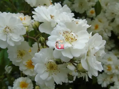Роза Гирлянд де Амур