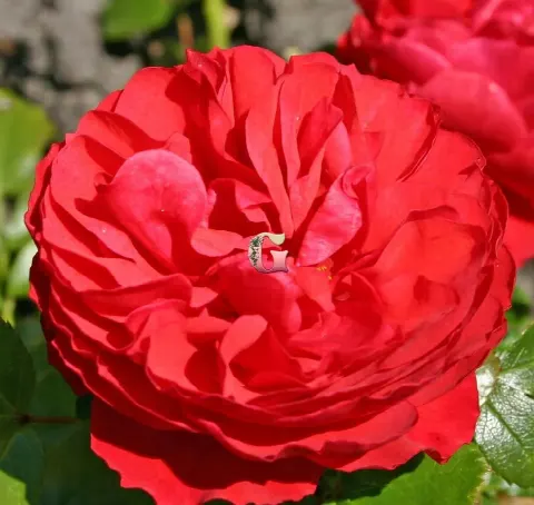 Роза Черри Герл (Cherry Girl)