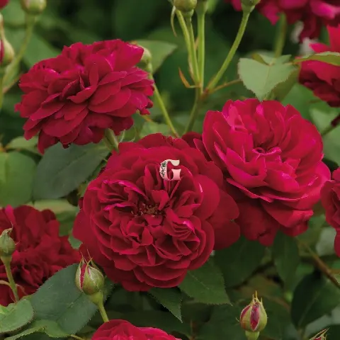 Роза Дарси Басселл (Darcey Bussell (английские ))