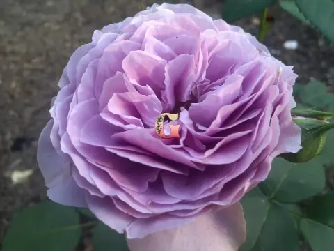 Роза Лавендер Айс (Lavender Ice)