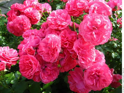 Роза Розариум Ютерзен (Rosarium Uetersen)