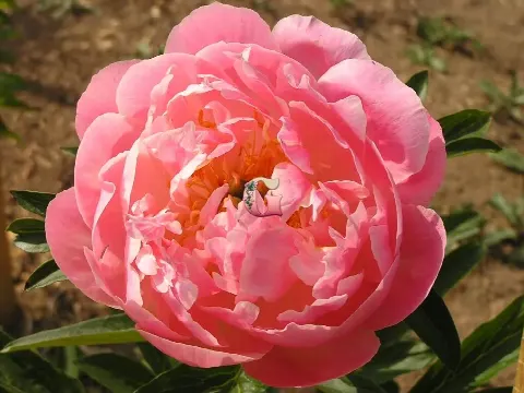 Пион Пинк Говайн Корал (Pink Hawaiian Coral)