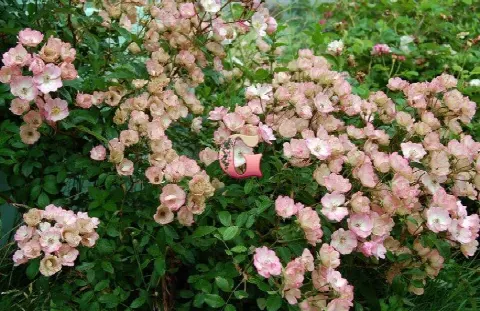 Роза Алден Бизен (Rosa Alden Biesen)