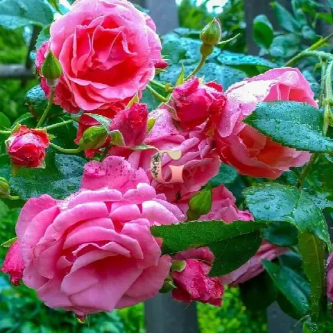 Роза Лавиния (Lawinia)