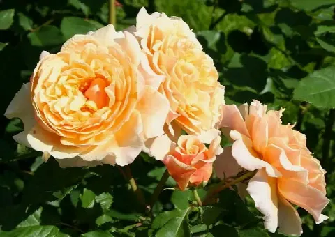 Роза Карамелла (Caramella)