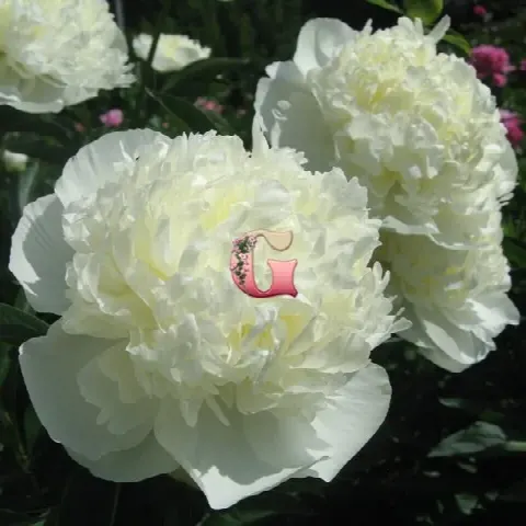Пион Дюшес де Немур (Duchesse de Nemours)