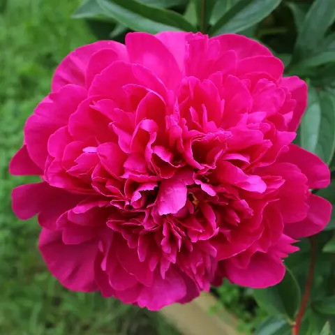Пион Канзас (Kansas)