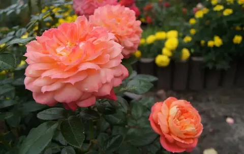 Роза Квин оф Хартс (Queen of Hearts)
