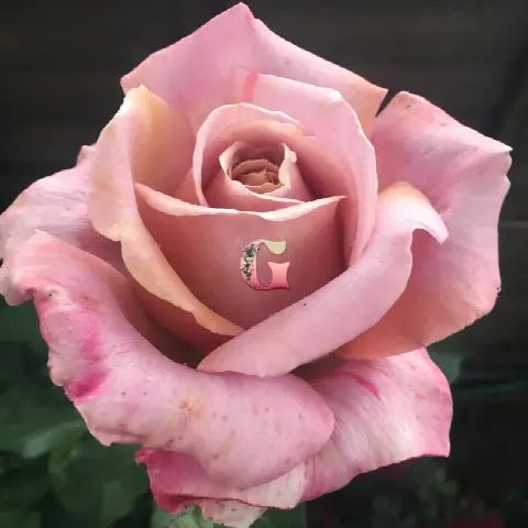 Роза Симпл Джоржеус (Simply Gorgeous)