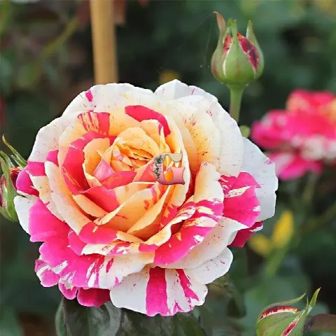 Роза Ванилла Фрейз (Vanilla Fraise (Плетистые))
